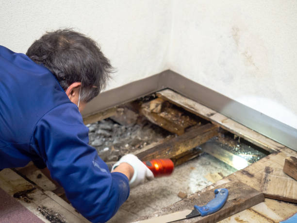 Attic Mold Removal in Lodi, NJ