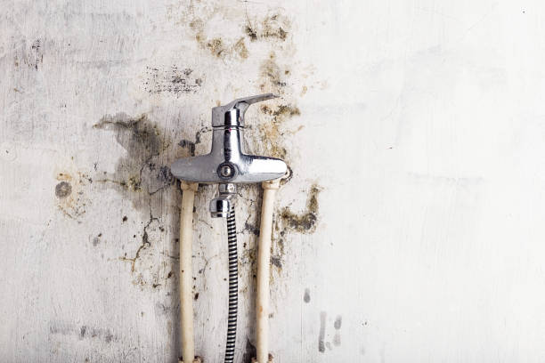 Best Fast Mold Removal  in Lodi, NJ