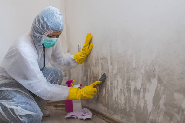 Best Mold Damage Repair  in Lodi, NJ