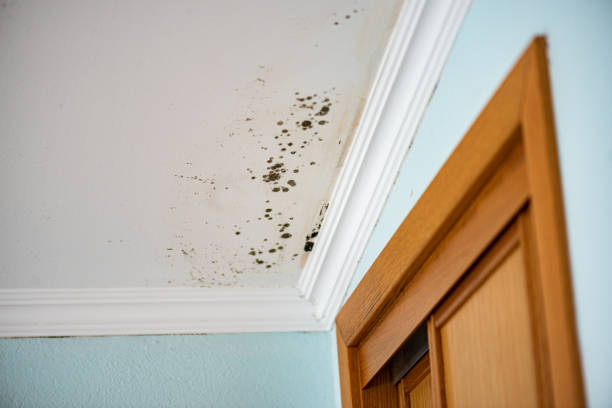 Best Mold Damage Repair  in Lodi, NJ