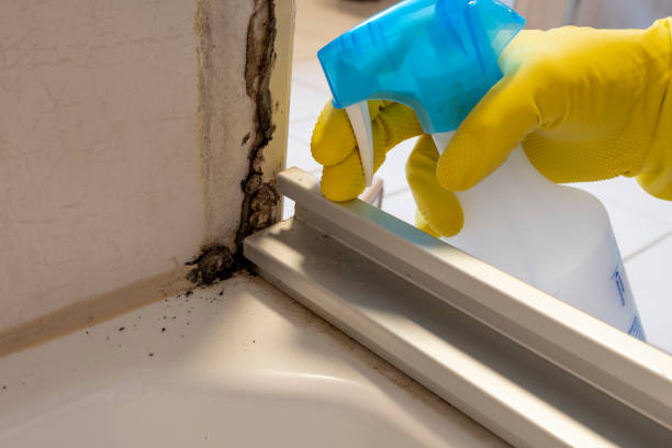 Best Residential Mold Removal  in Lodi, NJ