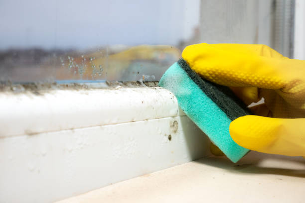 Best Office Mold Removal Services  in Lodi, NJ