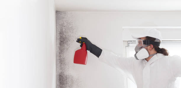 Best Certified Mold Removal  in Lodi, NJ