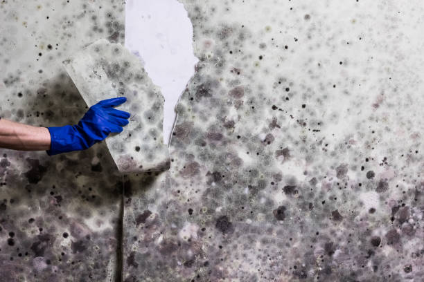 Best Mold Cleaning Services  in Lodi, NJ